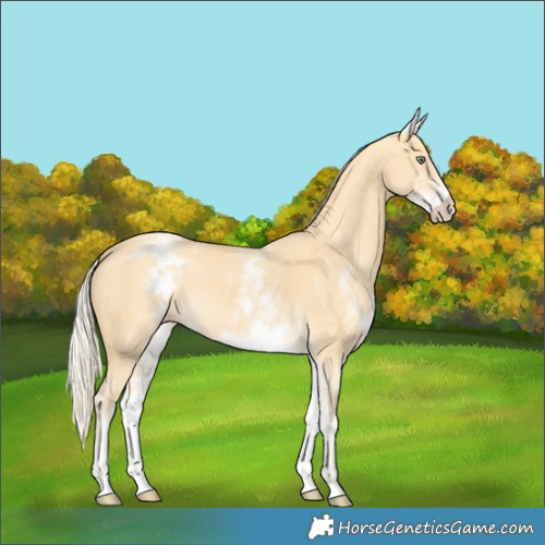 Horse Color:White Spotted Gold Cream Champagne
