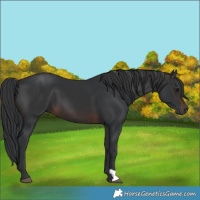 Horse Color:Brown 