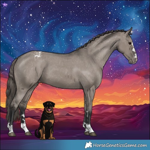 Horse Color:Grullo Varnish 