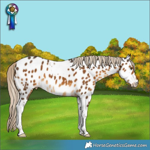 Horse Color:Chocolate Palomino Tobiano Appaloosa 