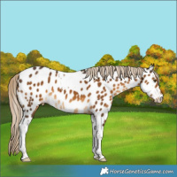Horse Color:Chocolate Palomino Tobiano Appaloosa