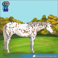 Horse Color:Chocolate Palomino Tobiano Near Leopard