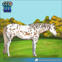 Horse Color:Chocolate Palomino Tobiano Near Leopard 