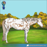 Horse Color:Chocolate Palomino Tobiano Appaloosa