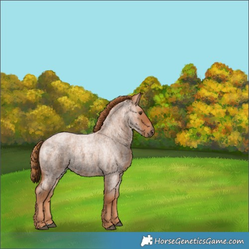 Horse Color:Red Roan