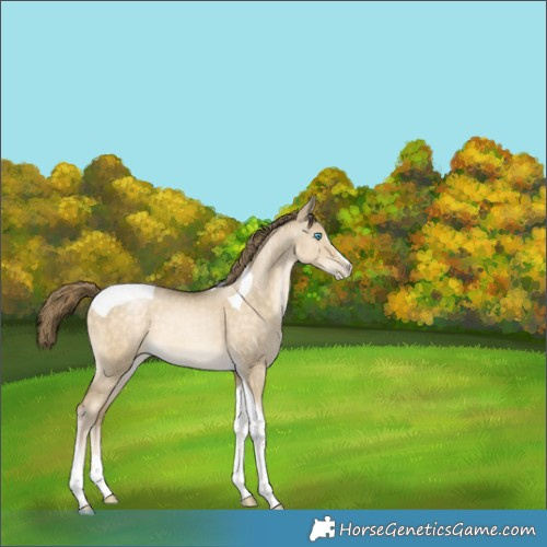 Horse Color:Buckskin Pearl Dun Tobiano 