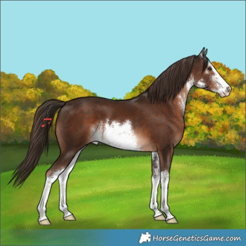 Horse Color:White Spotted Liver Chestnut 