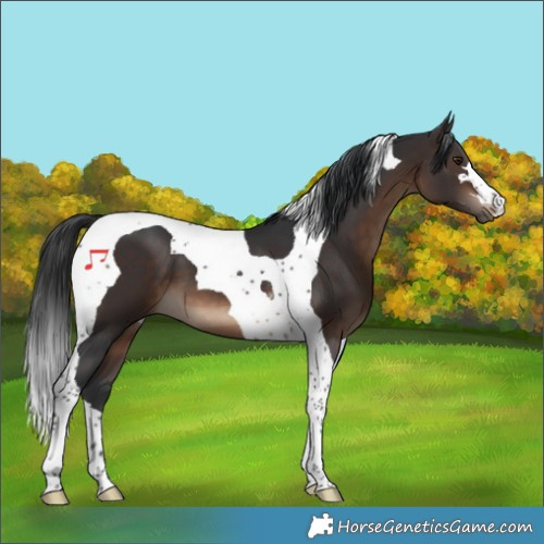 Horse Color:Brown Tobiano 