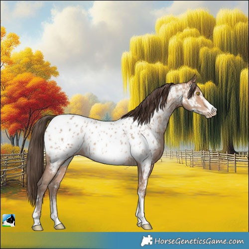 Horse Color:Amber Champagne Sabino Tobiano Appaloosa and Amber Champagne Sabino Tobiano Frame Appaloosa