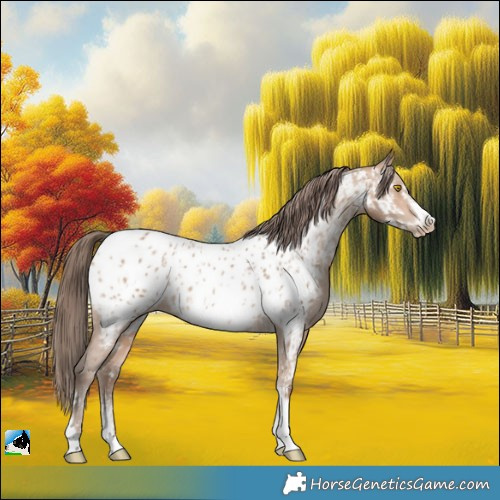 Horse Color:Amber Champagne Sabino Tobiano Near Leopard and Amber Champagne Sabino Tobiano Frame Near Leopard
