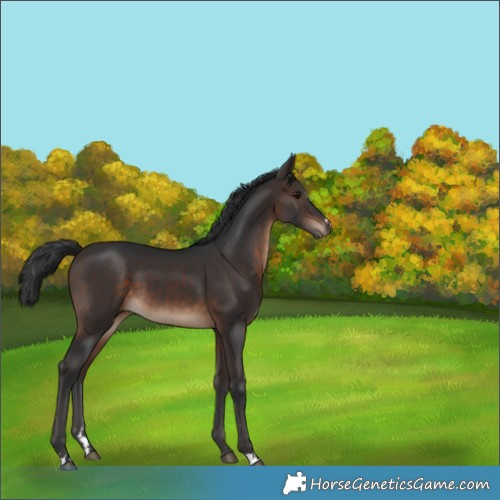 Horse Color:Brown 