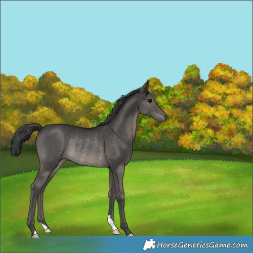 Horse Color:Black Rabicano 