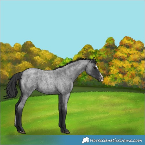 Horse Color:Blue Roan Splash Appaloosa 