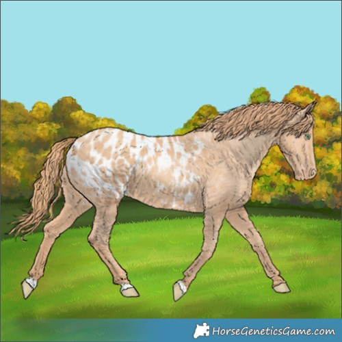 Horse Color:Gold Champagne Appaloosa 