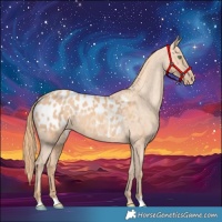Horse Color:Gold Champagne Appaloosa 