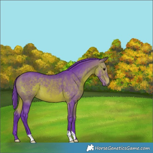 Horse Color:Watercolor Bay 