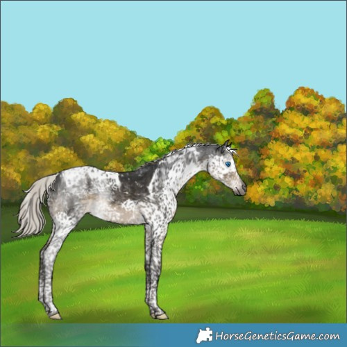 Horse Color:Gray Silver Smoky Black Splash Tobiano Appaloosa 