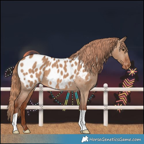 Horse Color:Red Dun Near Leopard 
