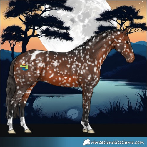 Horse Color:Bay Snowflake Varnish 