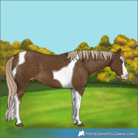 Horse Color:Chocolate Palomino Splash Tobiano Varnish