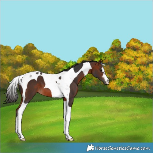 Horse Color:Bay Tobiano