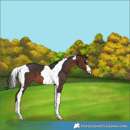 Horse Color:Bay Tobiano 