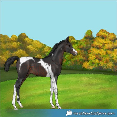 Horse Color:Brown Tobiano 