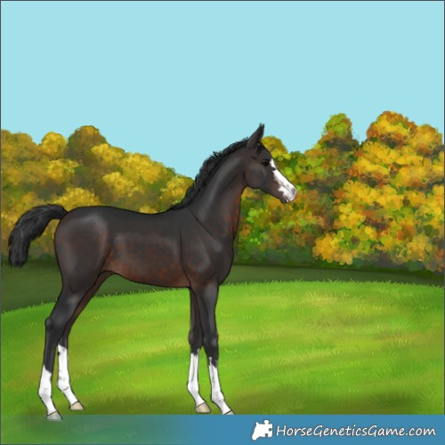 Horse Color:Brown 