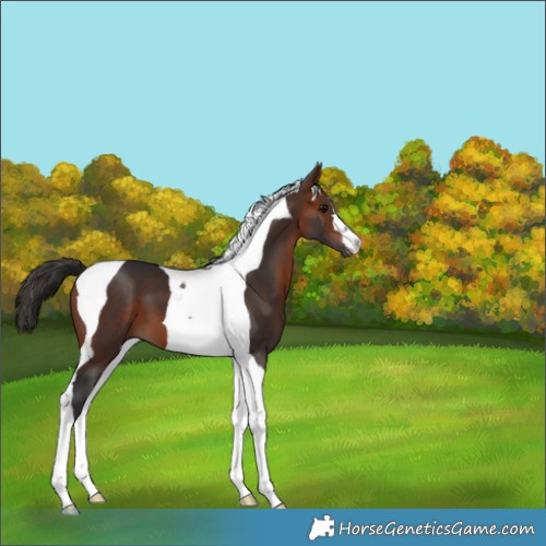 Horse Color:Bay Tobiano 