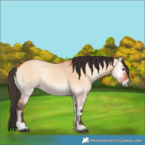 Horse Color:Bay Onyx 