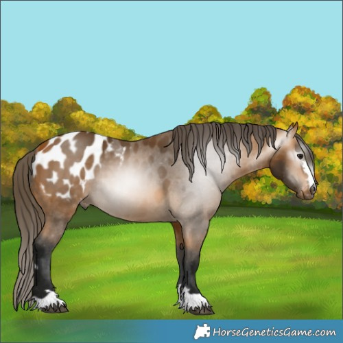 Horse Color:Gray Buckskin Appaloosa 