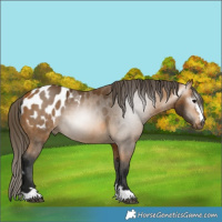 Horse Color:Gray Buckskin Appaloosa 