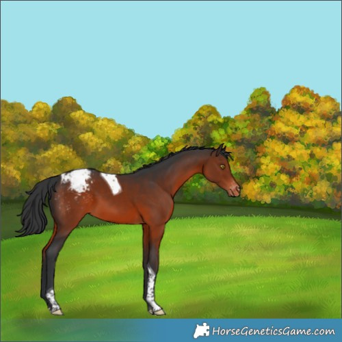 Horse Color:Brown Tobiano Varnish 