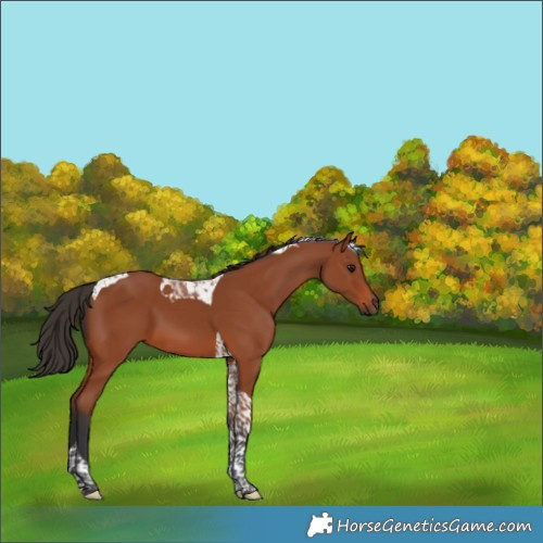Horse Color:Bay Tobiano 