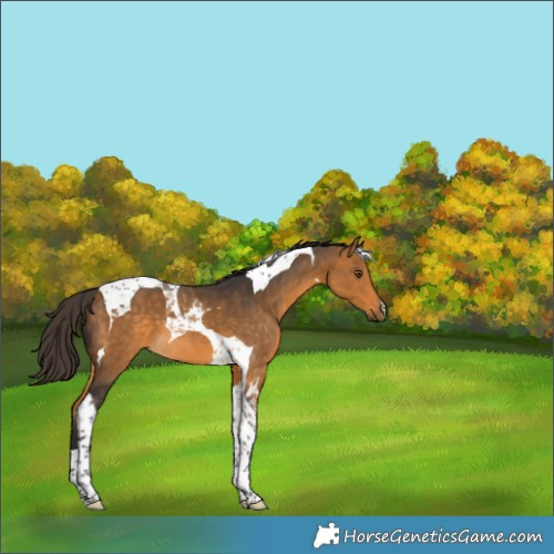 Horse Color:Buckskin Tobiano 