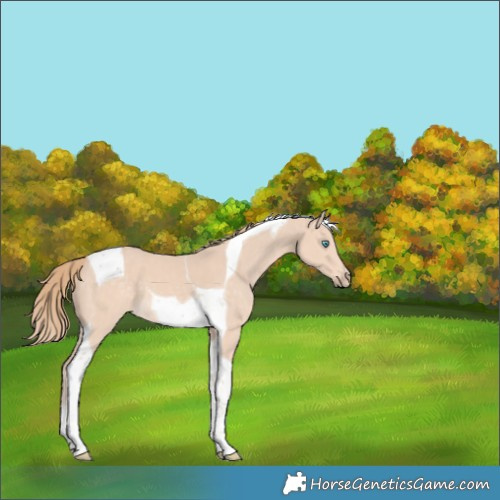 Horse Color:Perlino Tobiano