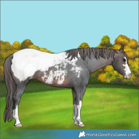 Horse Color:Brown Appaloosa 