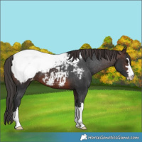 Horse Color:Brown Snowcap 