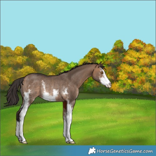 Horse Color:Bay Dun Sabino Rabicano