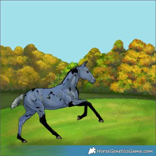 Horse Color:Void Watercolor White Spotted Silver Black Tobiano Rabicano 