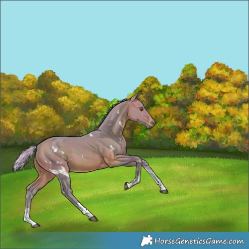 Horse Color:Watercolor White Spotted Silver Brown Sabino Rabicano 