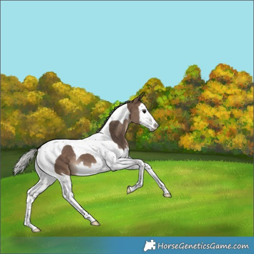 Horse Color:White Spotted Silver Brown Dun Splash Tobiano