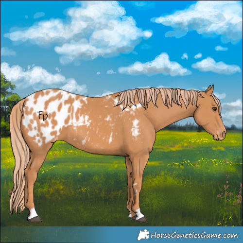 Horse Color:Chestnut Appaloosa 