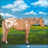Horse Color:Chestnut Blanket
