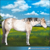 Horse Color:White Spotted Bay Dun Rabicano  and Gray White Spotted Bay Dun Rabicano 