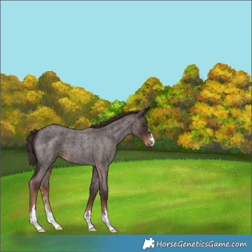 Horse Color:Liver Red Roan 