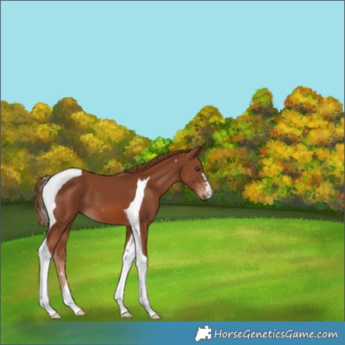 Horse Color:Chestnut Tobiano 