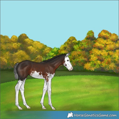 Horse Color:Liver Chestnut Splash 