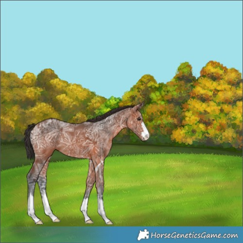Horse Color:Bay Ice