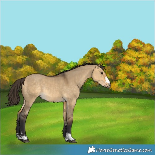 Horse Color:Buckskin Dun Rabicano 